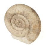* Stephanoceras Ammonite. An ammonite from Somerset