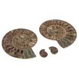 * Cleoniceras. An impressive cut Ammonite