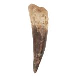 * Spinosaurus Tooth. A Spinosaurus tooth