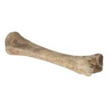 * Woolley Mammoth. A Woolley Mammoth leg bone