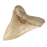 * Megalodon Tooth. A large Megaldon tooth from Indonesia