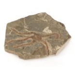 * Fossil Starfish. A fossilised starfish, Ordovician Period from Southern Morocco