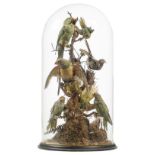 * Taxidermy. A late Victorian taxidermic diorama