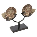 * Cleoniceras. A fine cut Ammonite