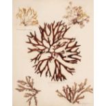 * Seaweed. A mid-19th-century album of Seaweed Specimens collected from Weymouth