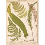 Heath (Francis George). The Fern Portfolio, 1885