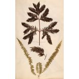 * Ferns. A large album of dried and pressed specimens, late Victorian