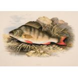 Houghton (William). British Fresh-Water Fishes, 2 volumes, 1879