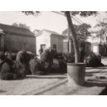 * China. A group of camels near Peking, c. 1950s, vintage gelatin silver print