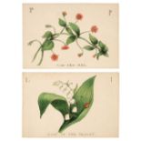 Alphabet cards. The Floral Alphabet, circa 1850s