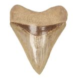 * Megalodon Tooth. A Megalodon tooth from Java, Indonesia