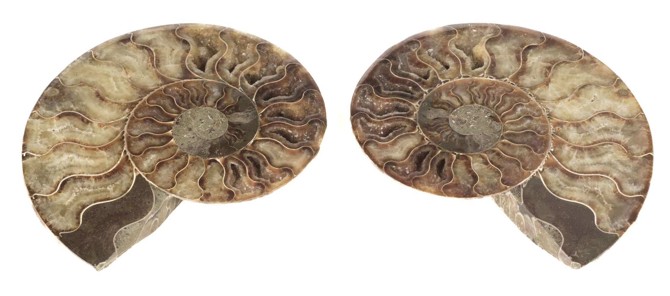 * Cleoniceras. A fine Ammonite, cut through its centre and polished