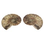 * Cleoniceras. A fine Ammonite, cut through its centre and polished