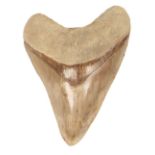 * Megalodon Tooth. A large Megalodon tooth from Java, Indonesia