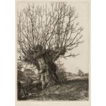 AR * Badmin (Stanley Roy, 1906-1989). Old Ash, etching