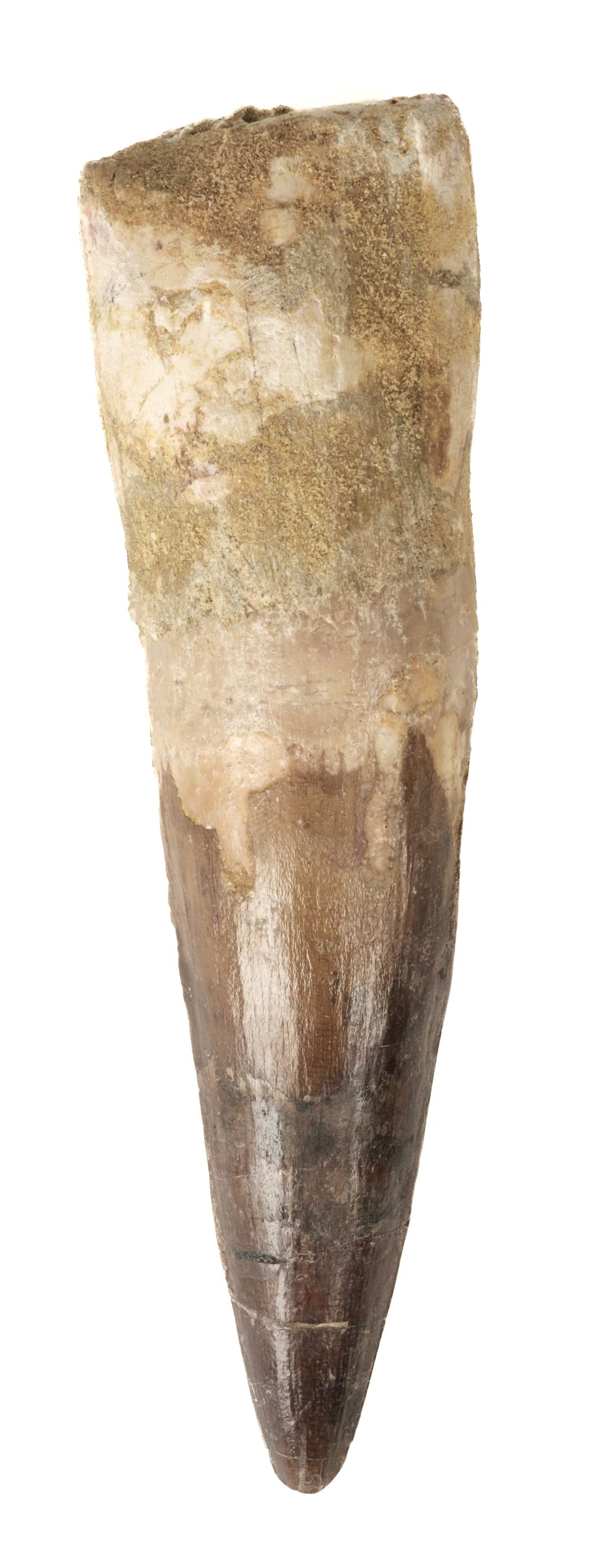 * Spinosaurus Tooth. A fully rooted tooth