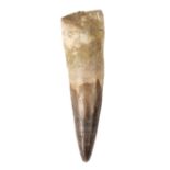 * Spinosaurus Tooth. A fully rooted tooth