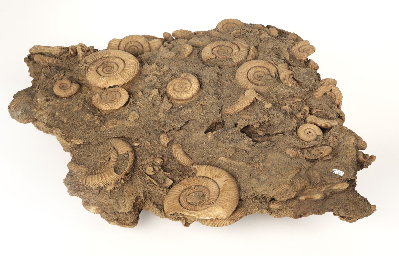 * Ammonites. Multi bed of Ammonites, Schleifhausen in Germany, approx 180 million years old