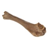 * Woolley Mammoth. A Woolley Mammoth leg bone (tibia) from an old British collection