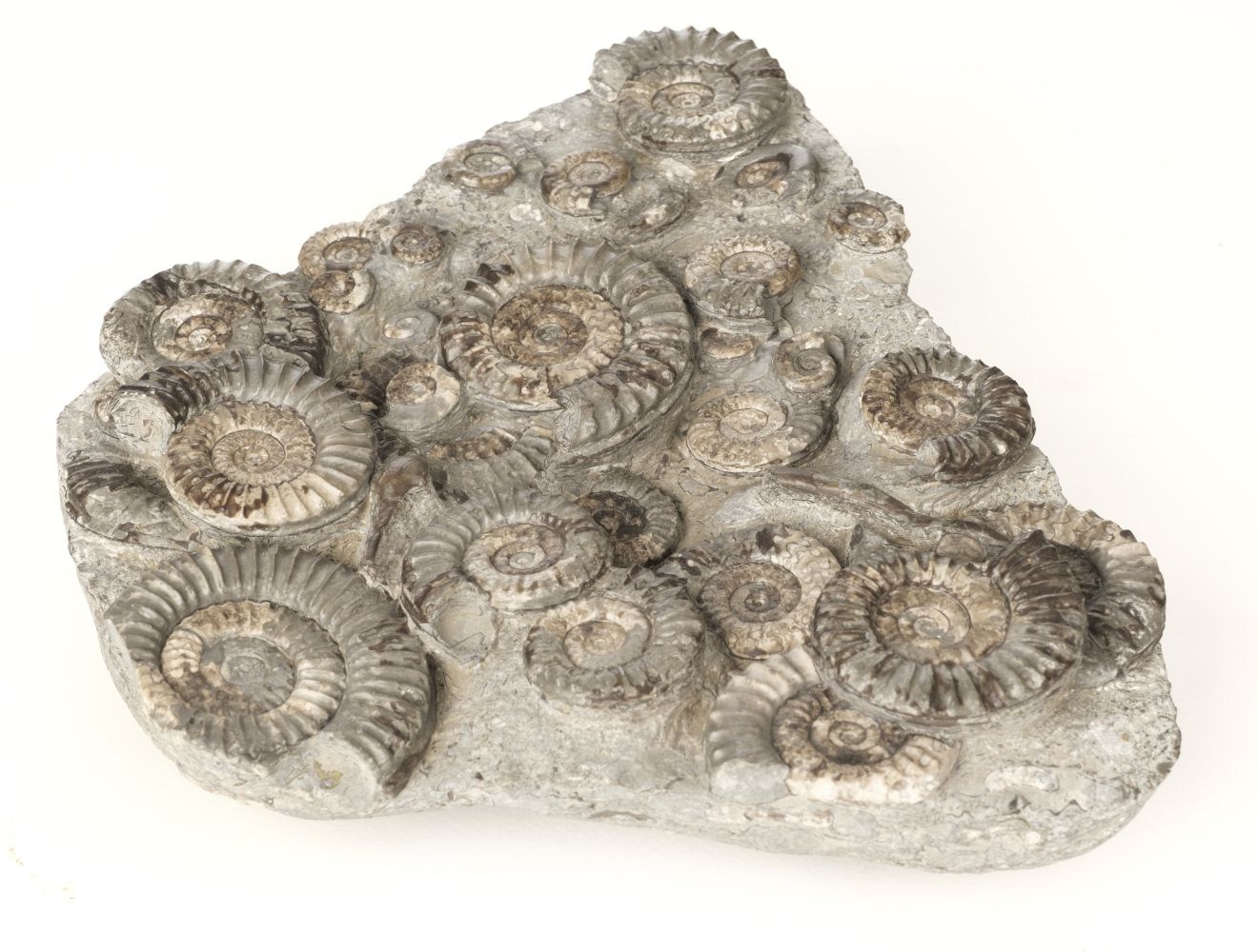 * Ammonite Block. An Arnioceras fossil Ammonite block from Yorkshire