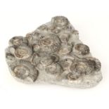 * Ammonite Block. An Arnioceras fossil Ammonite block from Yorkshire