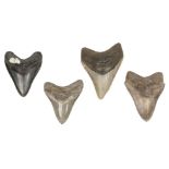 * Megalodon Teeth. A collection of four Megaladon teeth from South Carolina