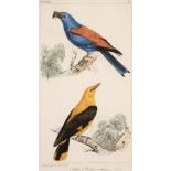 Prevost (Florent). Histoire Naturelle des Oiseaux D'Europe, Paris: F. Savy, [1864]