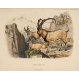 Lydekker (Richard). Wild Oxen, Sheep and Goats of All Lands Living and Extinct