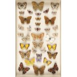 * Lepidoptera. A collection of British butterflies and moths,