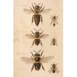 Bagster (Samuel). The Management of Bees, 1834