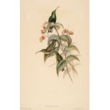 * Gould (John & Richter H. C.). A collection of twelve lithographs, circa 1850- 70