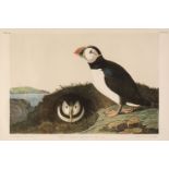 * Audubon (John James). Puffin Mormon Arcticus, 1860