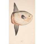 Couch (Jonathan). A History of British Fishes of the British Islands, 3 volumes, 1862-65