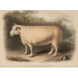 * Low (David). Four lithographs of Sheep, 1842