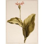 * Edwards, Sydenham Teast (1768-1819), 3 Botanical Plates, 1788, etchings with watercolour