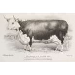 * Coates's Herd Book. A collection of 70 plates, circa 1846