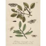 * Butterflies. A collection of 21 prints, 18th century