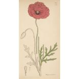 * Botany. A collection of approximately 700 prints, 19th century