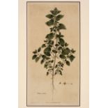 * Botanical prints. 19th century