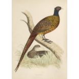 Morris (Beverley R.). British Game Birds and Wildfowl, Groombridge and Sons, 1st edition, 1855