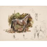 Edwards (Lionel, 1878 - 1966). Wilkin's Horse Wynnstay Hunt, watercolour and pencil