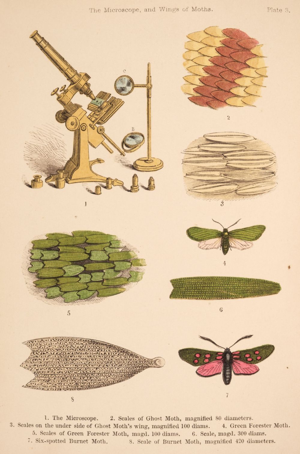 Ward (Mary). A World of Wonders Revealed by The Microscope, A Book for Young Students, 1858 - Image 2 of 2