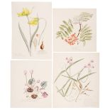 Flora of Oxfordshire approx 840 illustrations, 1 lot, 500-800