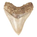 Megalodon Tooth. A Megalodon tooth from Java, Indonesia