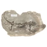 Barasaurus. A complete reptile from the upper Permian of Fianarantsoa in Madagascar