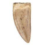 Tyrannosaurus Tooth. A large and impressive Tooth from the T-rex of North Africa