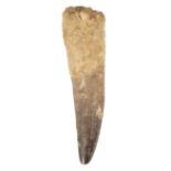 Spinosaurus Tooth. An exceptionally large tooth from the Cretaceous period