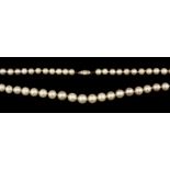 Pearl Necklace. A string of 75 pearls with a gold catch inset with three old cut diamonds