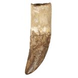 Tyrannosaurus Tooth. A large and impressive Tooth from the T-rex of North Africa