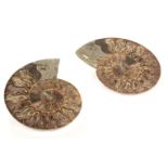 Cleoniceras. A fine Ammonite, cut through its centre